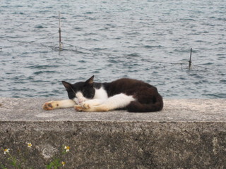 海と猫